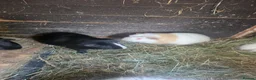 Guinea Pig rodents for sale: Male Guinea pigs - Advert 10