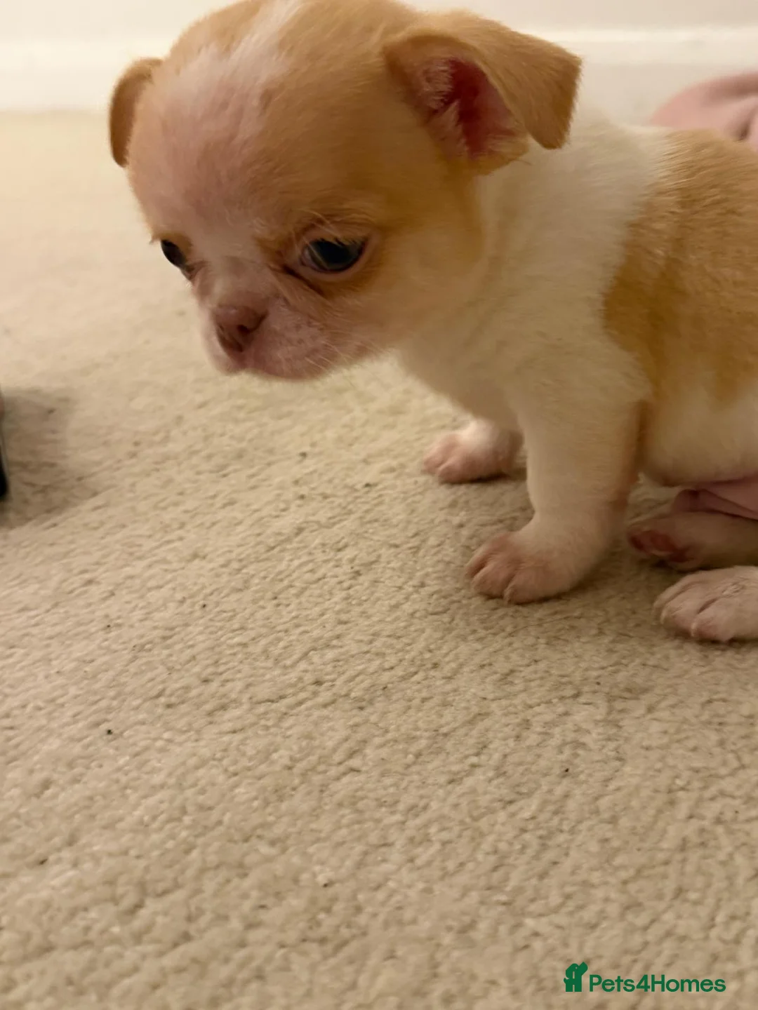 Chihuahua dogs for sale: Kc chihuahua puppies Russian and Ukraine lines - Advert 10