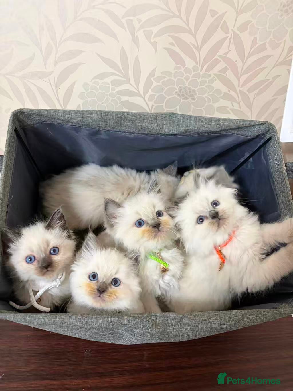 Ragdoll cats The remaining 3 male cats - Advert 6