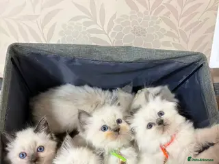 Ragdoll cats The remaining 3 male cats - Advert 6