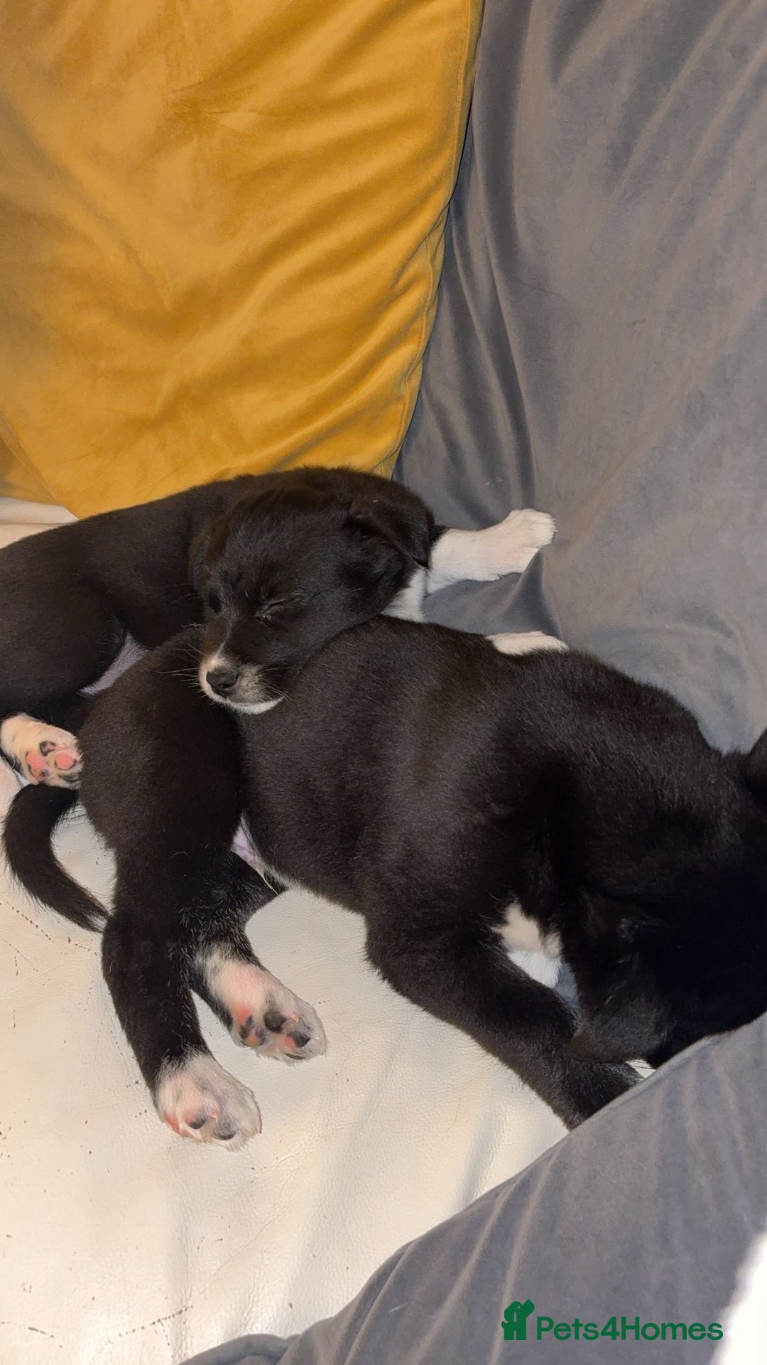 Mixed Breed dogs for sale: 3 beautiful puppies sale. 2 girls and 1 boy.  - Advert 9