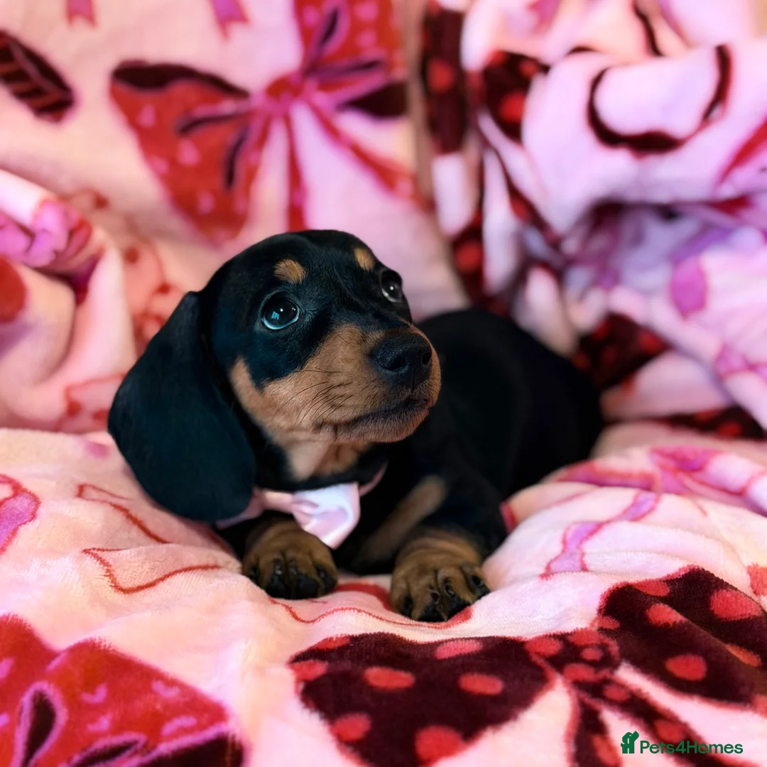 Miniature Dachshund dogs for sale: 💜🎀 FINAL GIRL 🎀💜 - Advert 8