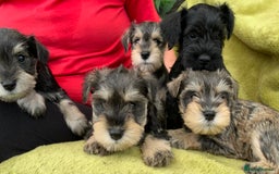 Miniature Schnauzer dogs for sale: Happy healthy miniature Schauzer puppies - Image 1