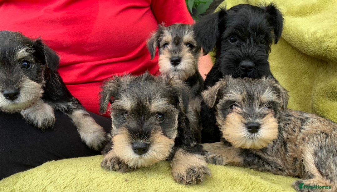Miniature Schnauzer dogs for sale: Happy healthy miniature Schauzer puppies - Image 1