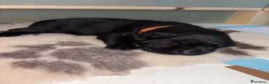 Bailey (ORANGE)