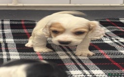 Cocker Spaniel dogs for sale: Adorable Show type cocker spaniel puppy’s  - Image 15