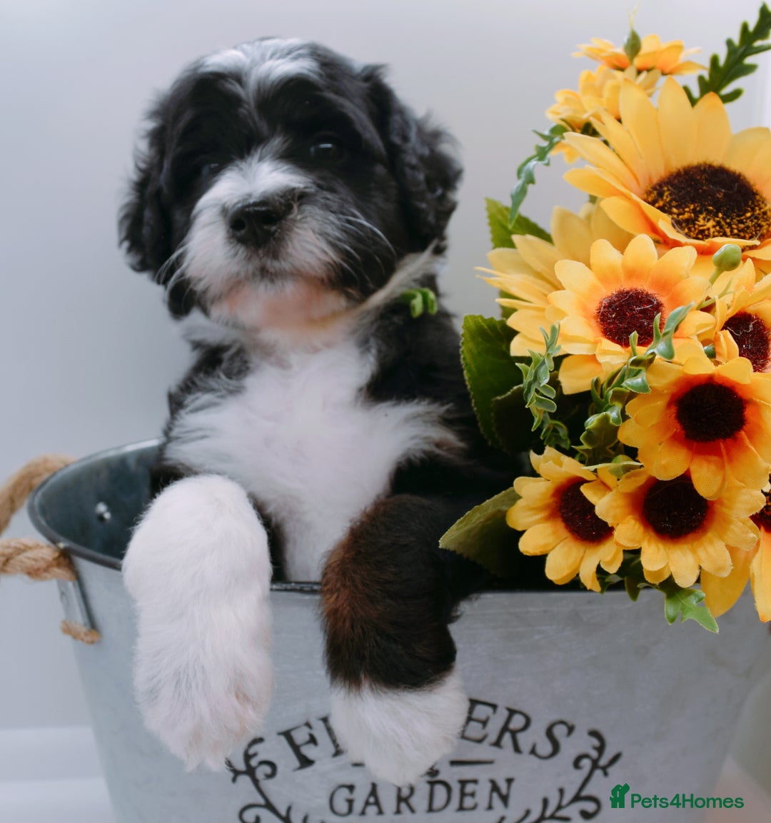 Bernedoodle dogs for stud: Miniature bernedoodle at stud  in Manchester - Image 12