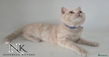 British Shorthair cats in Ilkeston - Advert 11