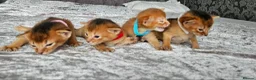 Abyssinian cats for sale: Abyssinian Kittens - Advert 5