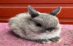 Netherland Dwarf rabbits for sale: Young Netherland Dwarfs for sale in Barrow-in-Furness - Image 16
