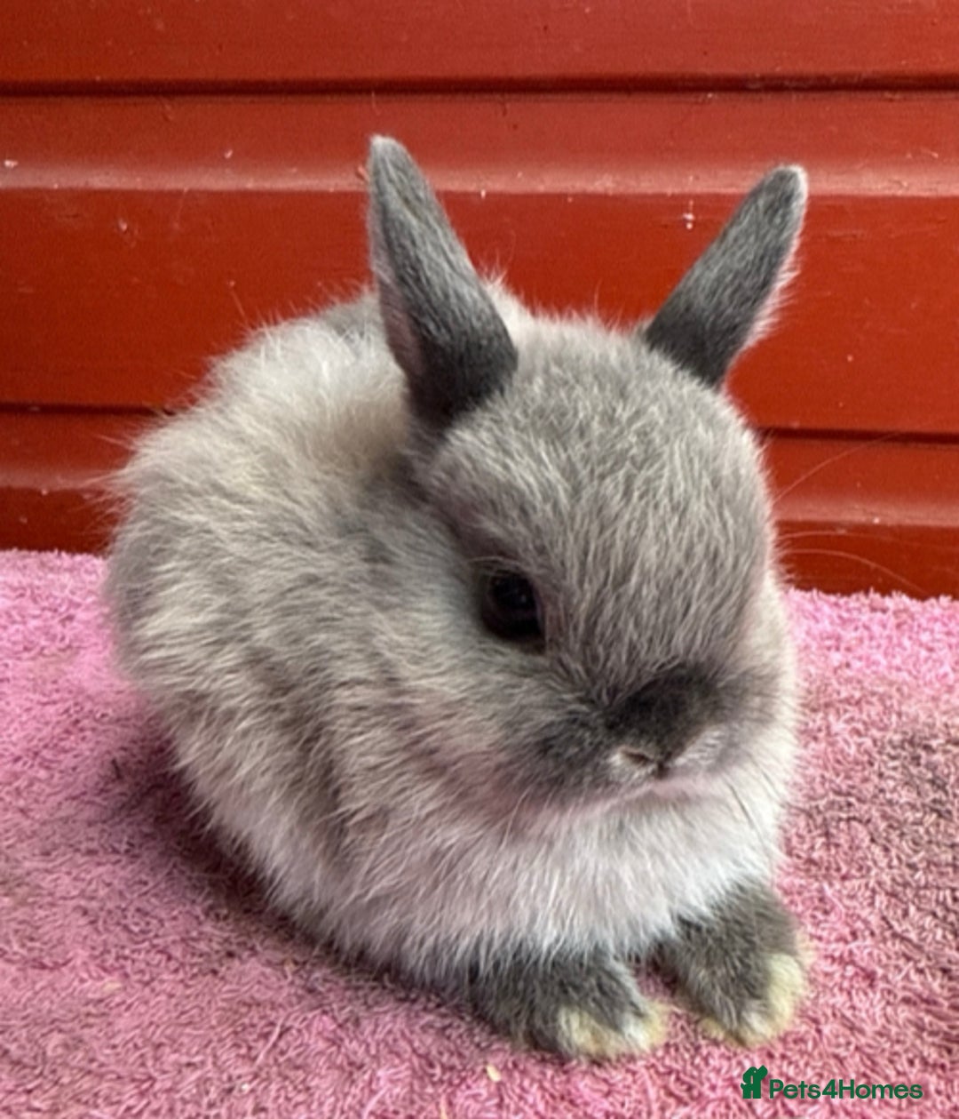 Netherland Dwarf rabbits for sale: Young Netherland Dwarfs for sale in Barrow-in-Furness - Image 16