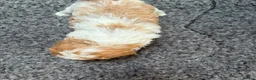 Mixed Breed dogs for sale: Cookie - Advert 9