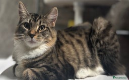 Domestic Shorthair cats for sale: Urgent Rehome - Beautiful Tabby Cat  - Image 4