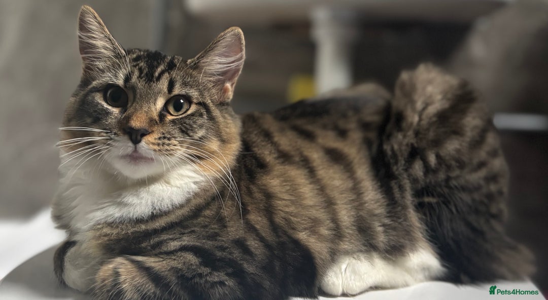 Domestic Shorthair cats for sale: Urgent Rehome - Beautiful Tabby Cat  - Image 4