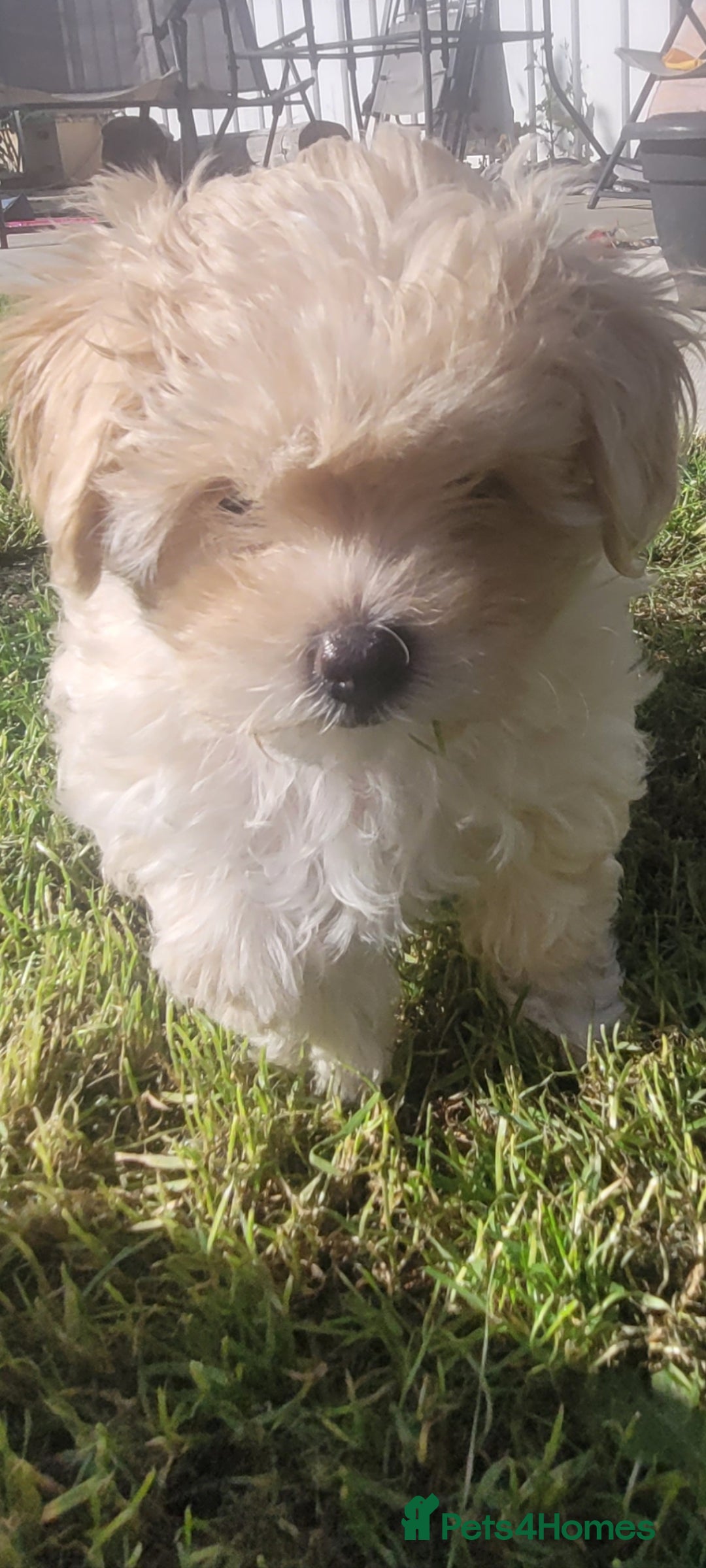 Maltipoo dogs for sale: Toy maltipoo  - Image 3