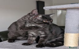 Selkirk Rex cats for sale: 😻 Stunning Selkirk Rex Mix Kittens 😻 - Image 17