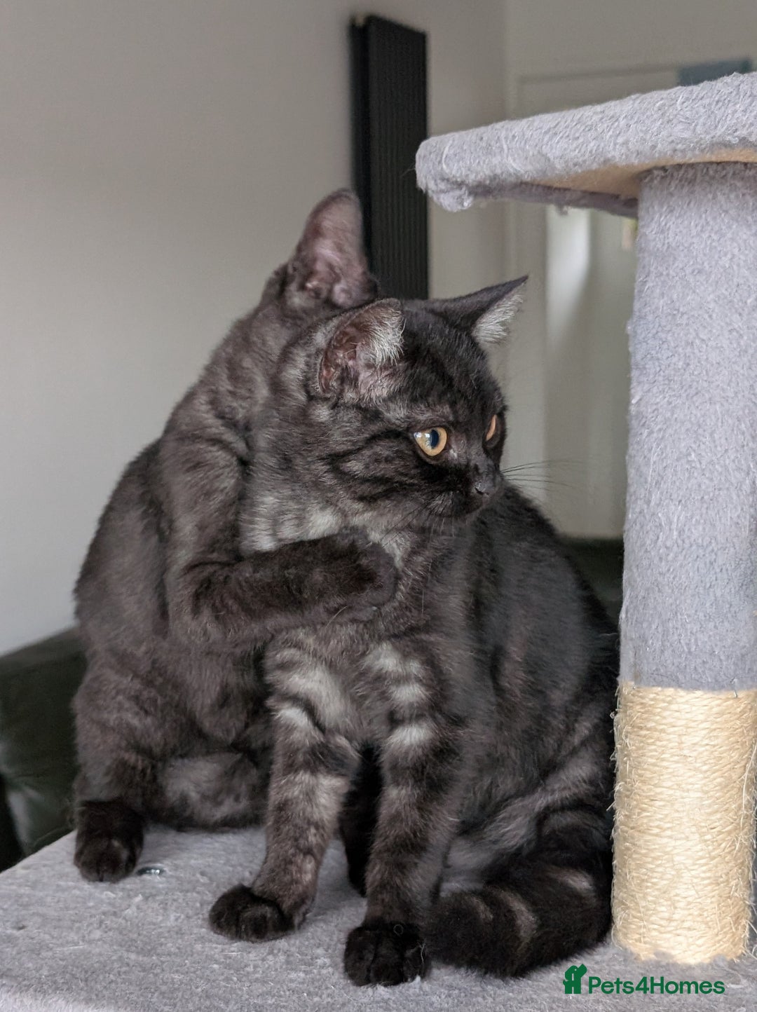 Selkirk Rex cats for sale: 😻 Stunning Selkirk Rex Mix Kittens 😻 - Image 17