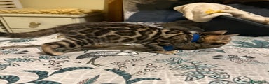 Bengal Kitten 2