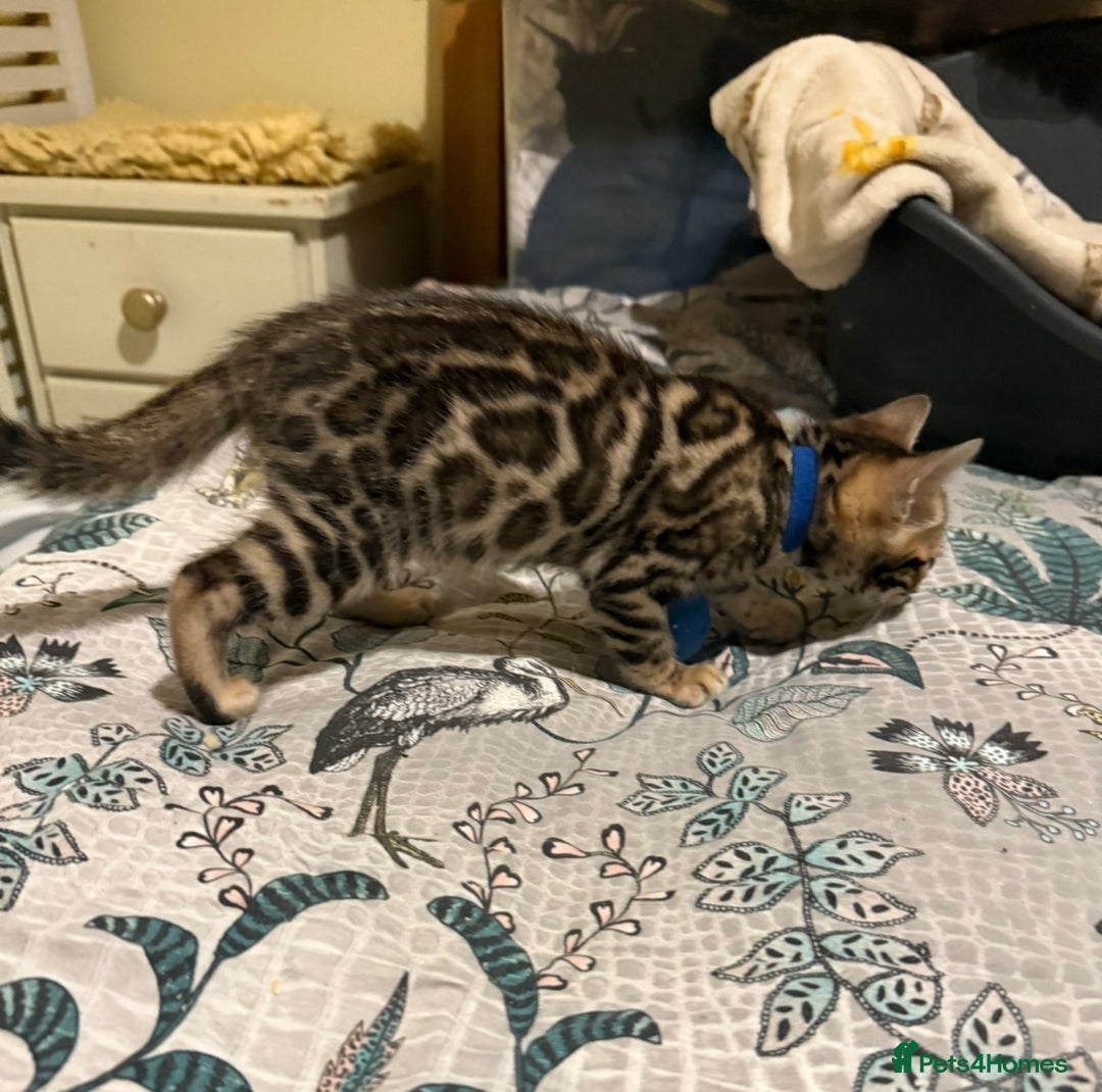 Bengal cats for sale: Pedigree TICA reg 🐾 Bengal Kittens 🐱  - Advert 19