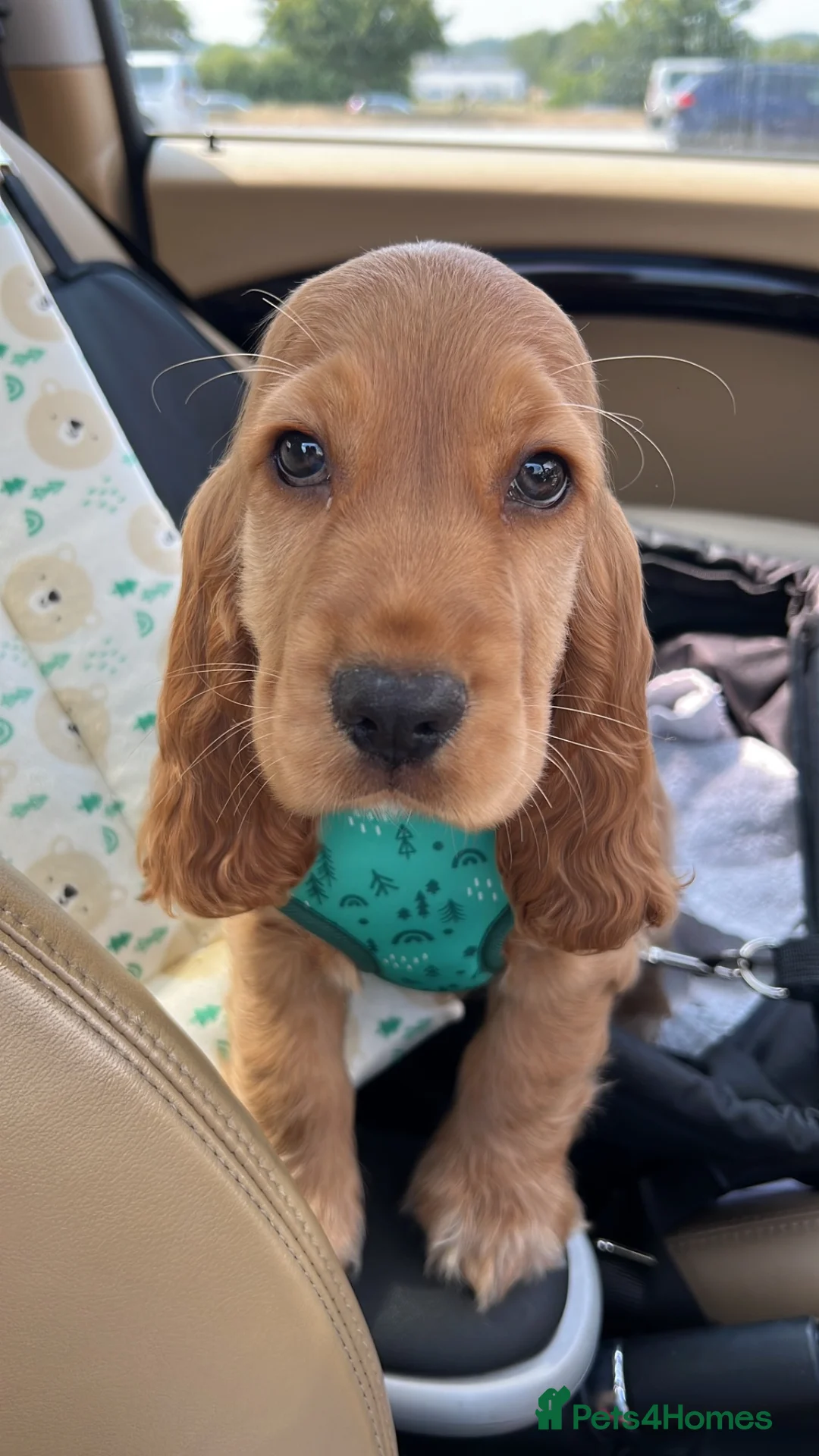 Cocker Spaniel dogs for sale: Beautiful show cocker spaniel for adoption  - Advert 1
