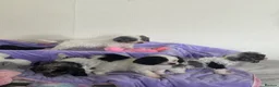 Cavapoo dogs for sale: Health tested Cavapoo pups  - Advert 9