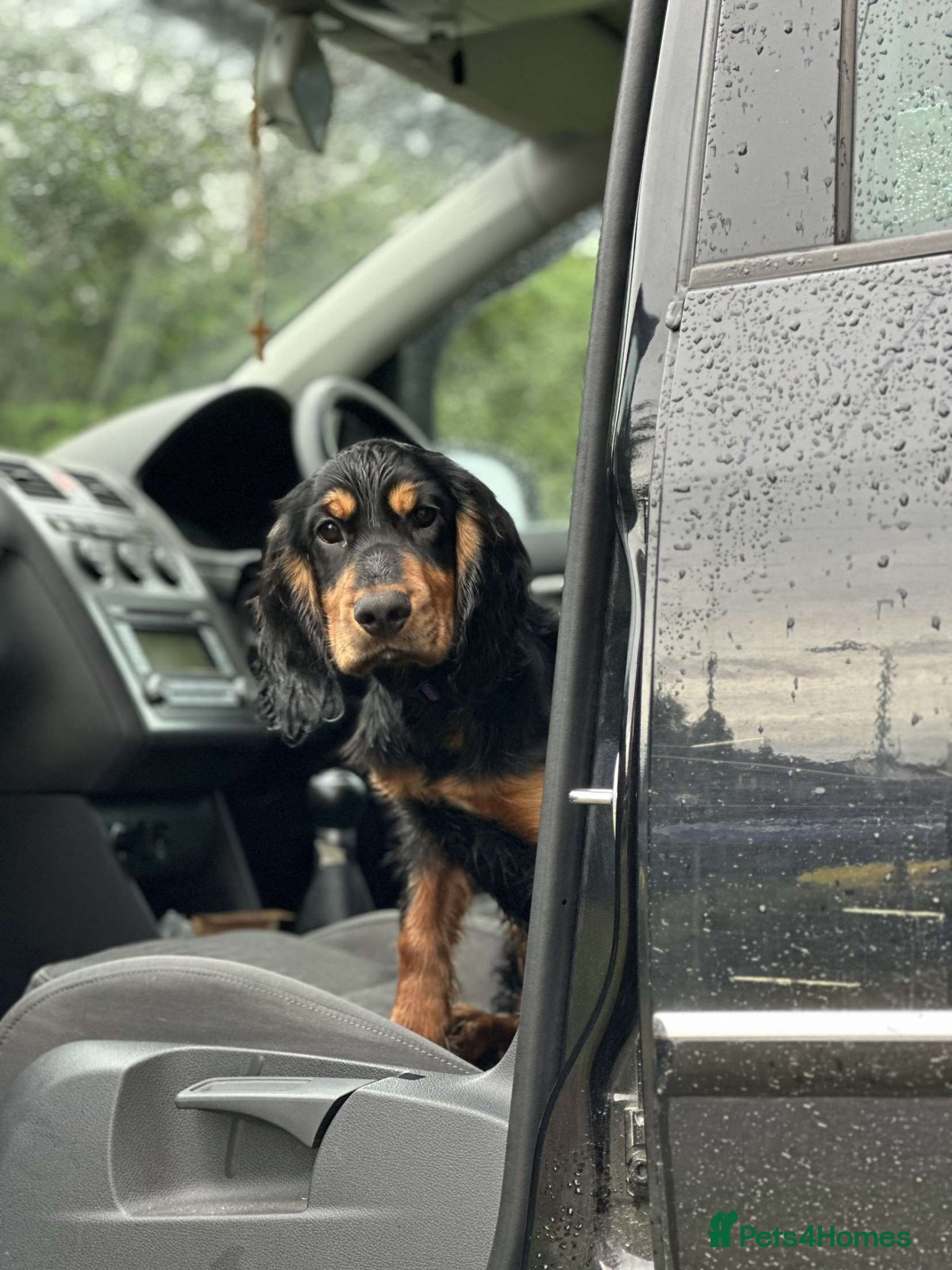 Cocker Spaniel dogs 2 year old cocker for re homing  - Advert 17