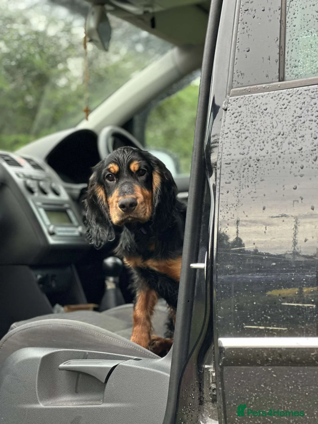 Cocker Spaniel dogs for sale: 2 year old cocker for re homing  in Grantham - Advert 1