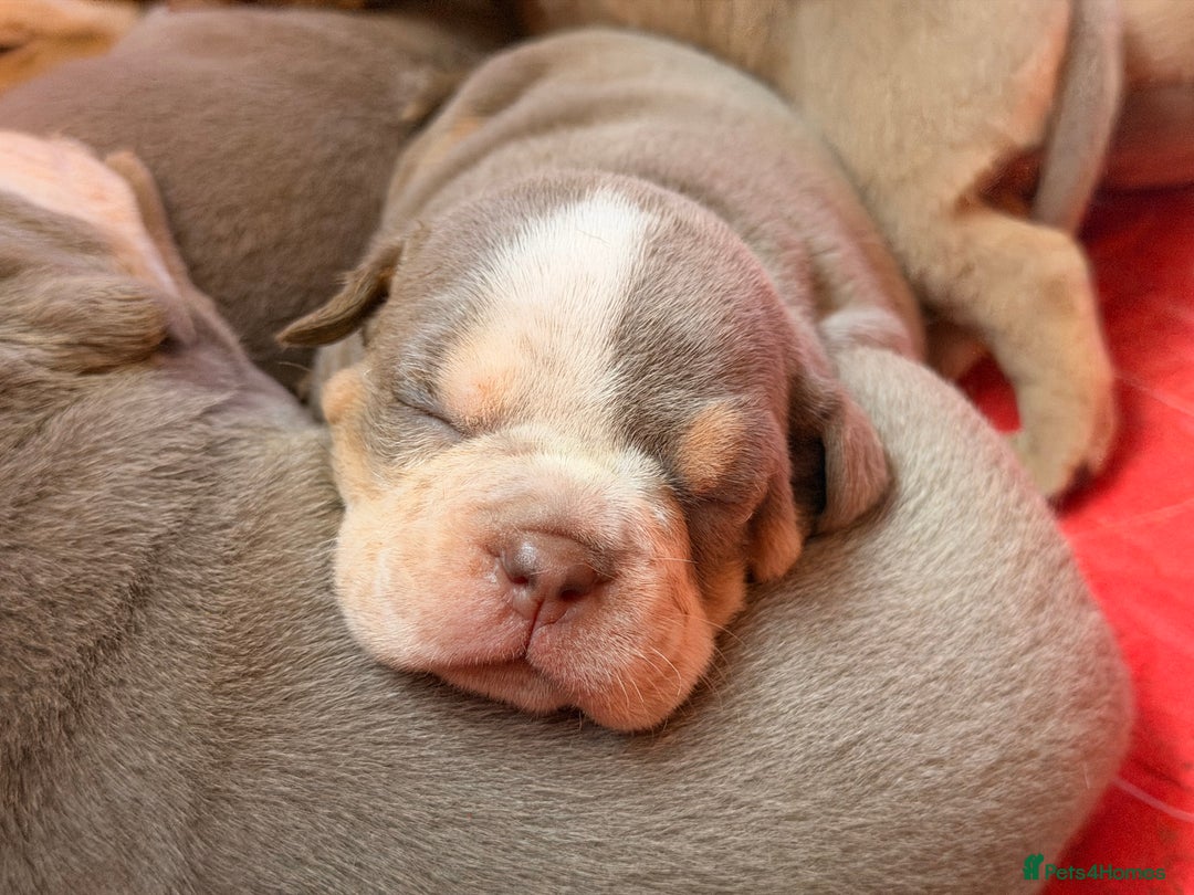 Olde English Bulldogge dogs for sale: Olde English Bulldog Puppies - Family Raised  - Advert 24