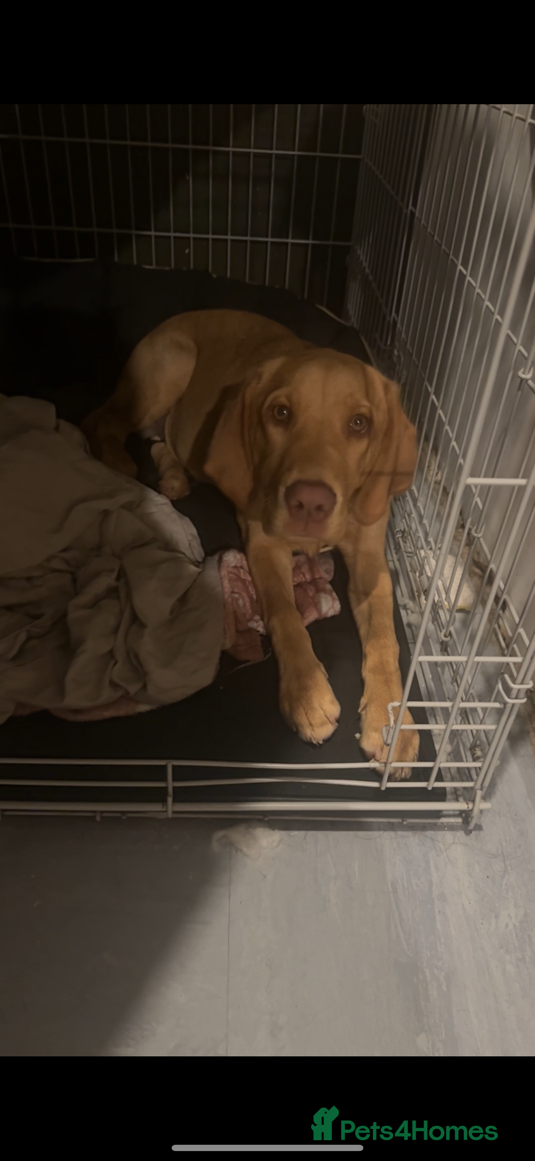 Labrador Retriever dogs for sale: 9 month old Labrador Retriever Girl  - Advert 3