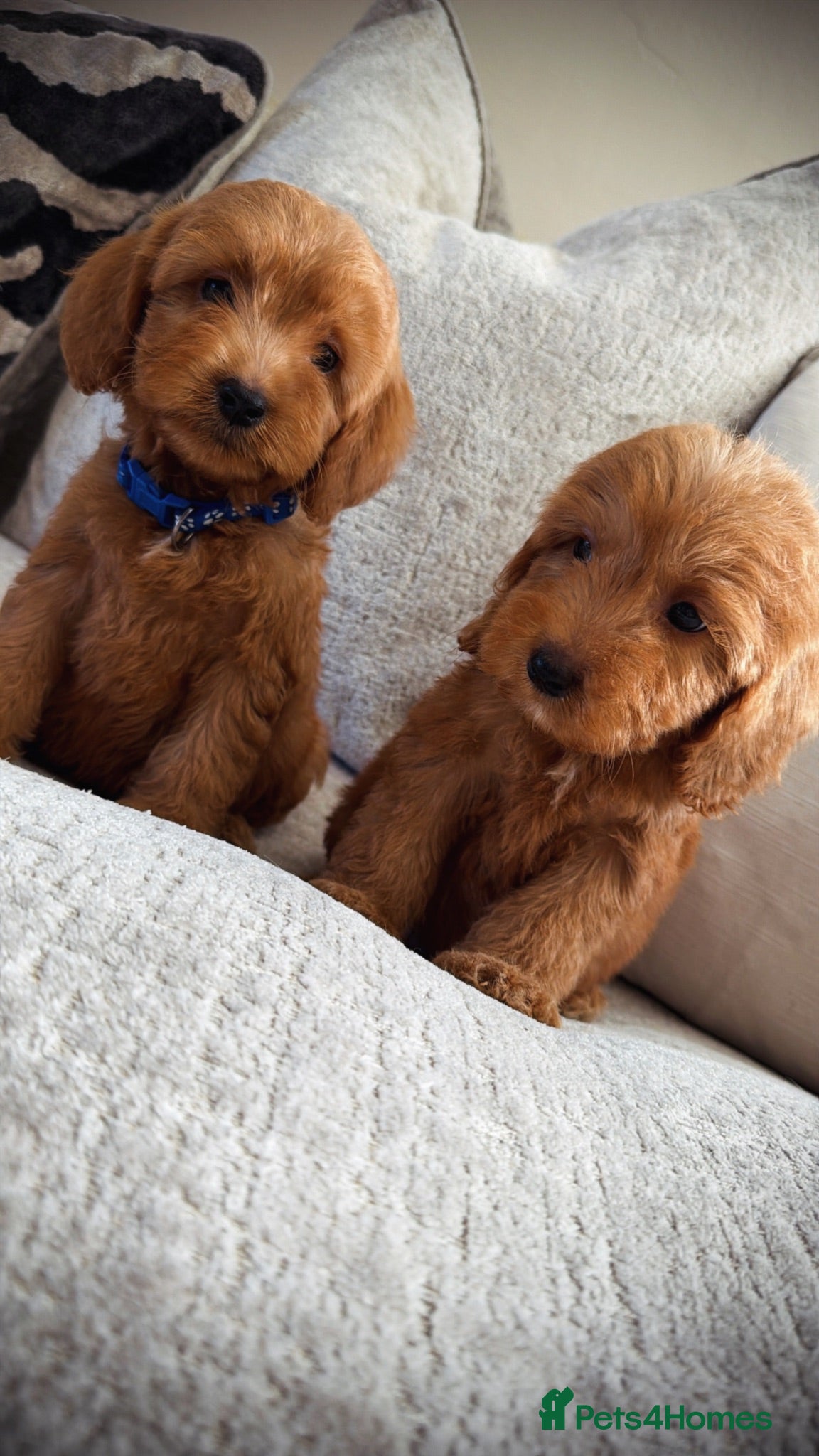Cockapoo dogs 🐶Ready now Amazing red cockapoos🐶 - Advert 2