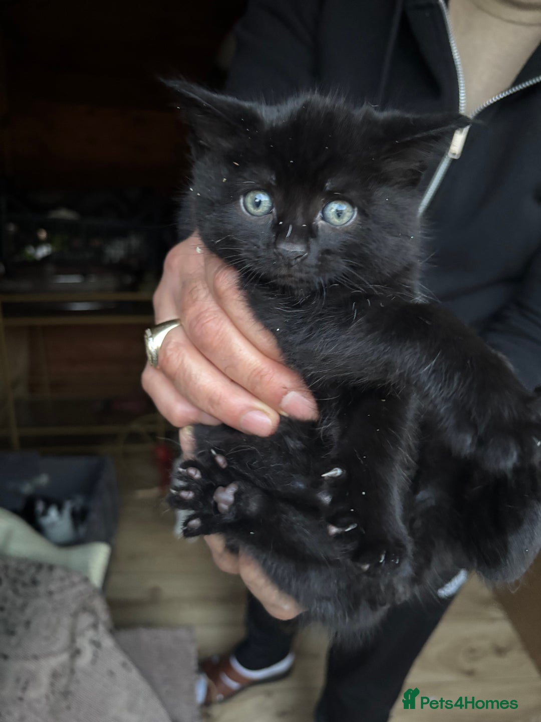 Mixed Breed cats for sale: kiten - Advert 2