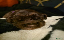 Cocker Spaniel dogs for sale: Cocker spaniel puppies - Image 25