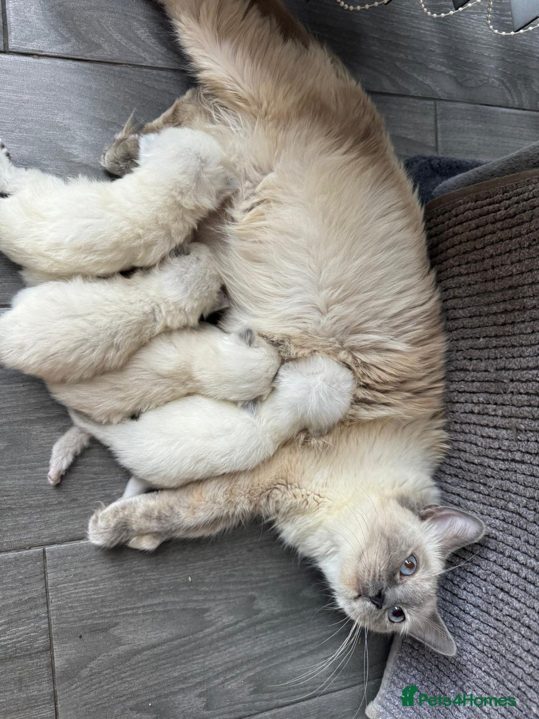 Ragdoll cats for sale: Beautiful Ragdoll kittens  - Image 13