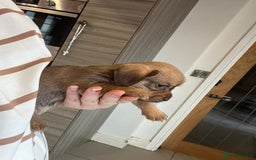 Mixed Breed dogs for sale: Chihuahua cross terrier puppies  - Image 12