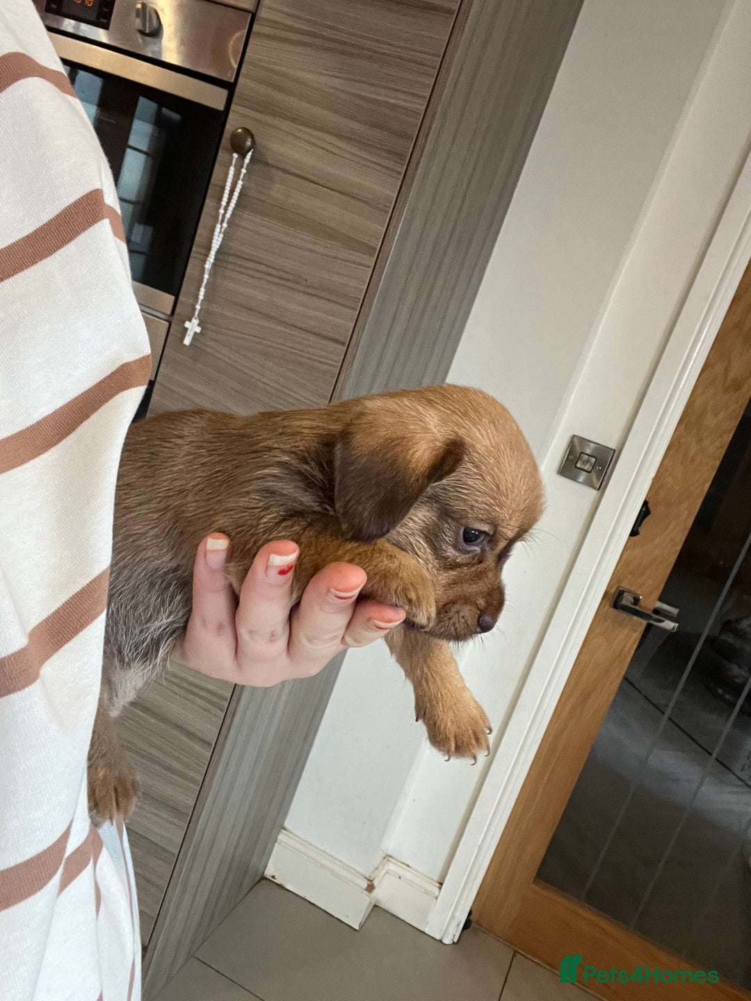 Mixed Breed dogs for sale: Chihuahua cross terrier puppies  - Image 12