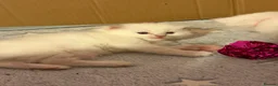 Ragdoll cats for sale: 2 Female Ragdoll Kittens available  - Advert 9