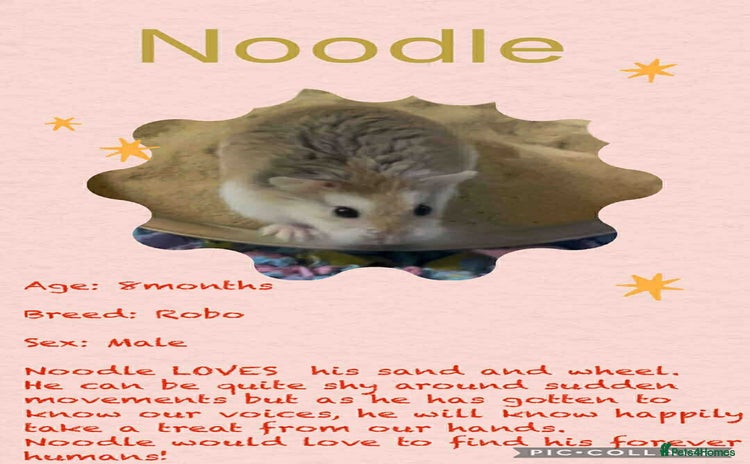 Hamster rodents - Advert 2