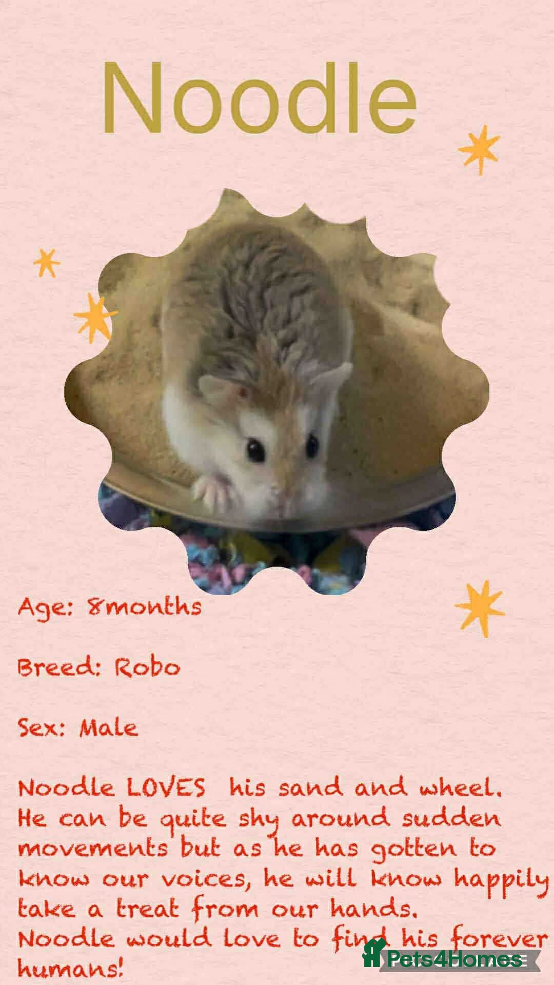 Hamster rodents for sale: Hamsters for adoption  - Image 1