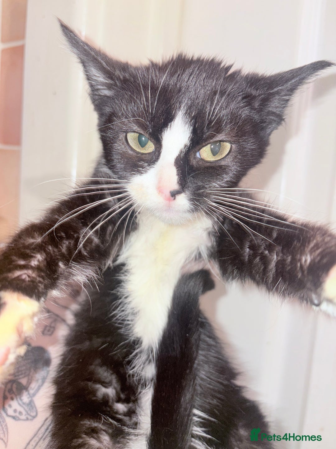 Mixed Breed cats for sale: Kittens ready for loving homes  - Advert 2