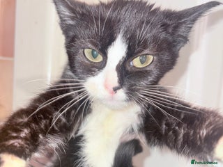 Mixed Breed cats Kittens ready for loving homes - Advert 1