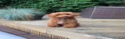 Toy Poodle dogs for sale: 🩵💙1 Boy-Red Toy Poodle puppies 🩵💙 - Advert 6
