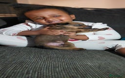 Mixed Breed dogs for sale: Beautiful Ridgeback Staffy x Rottweiler Puppies - Advert 20