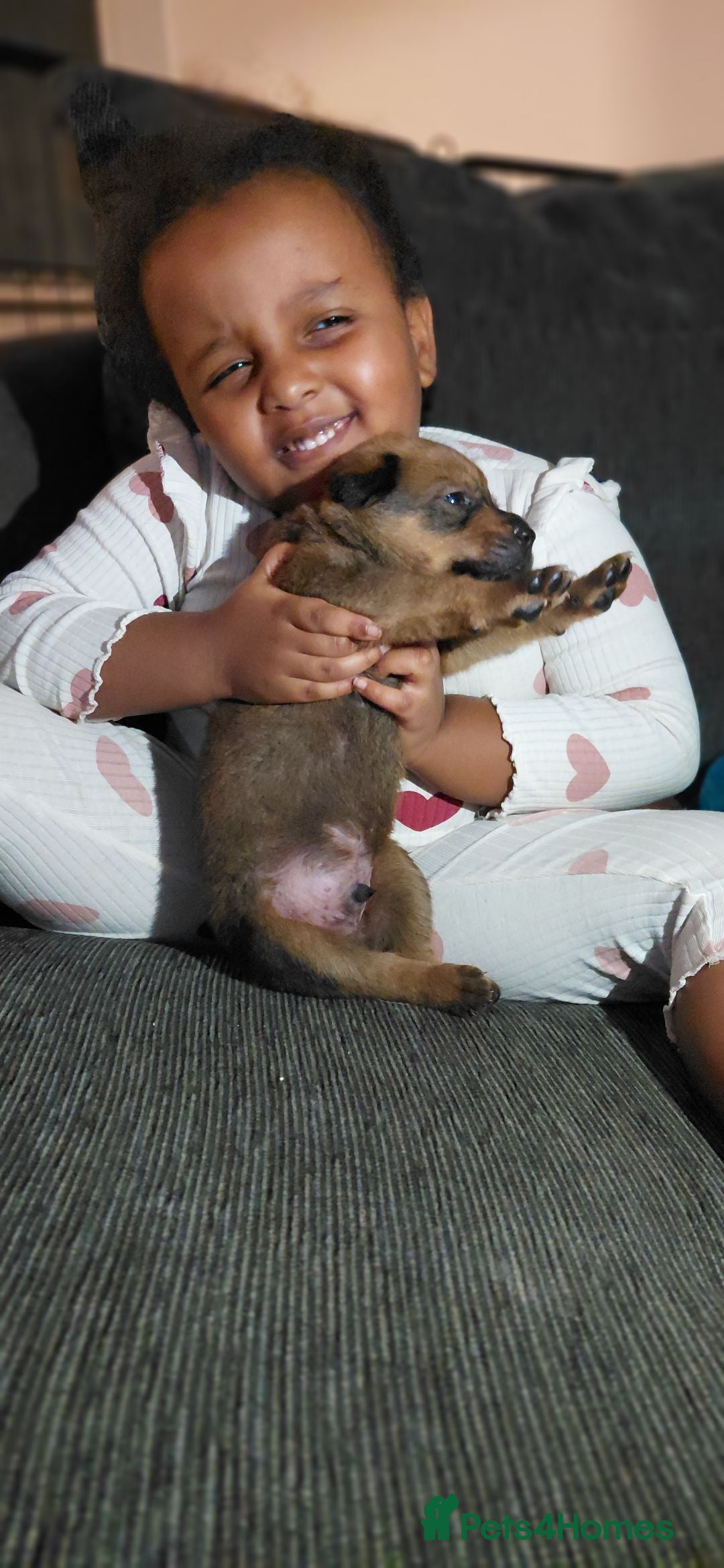 Mixed Breed dogs for sale: Beautiful Ridgeback Staffy x Rottweiler Puppies - Advert 20