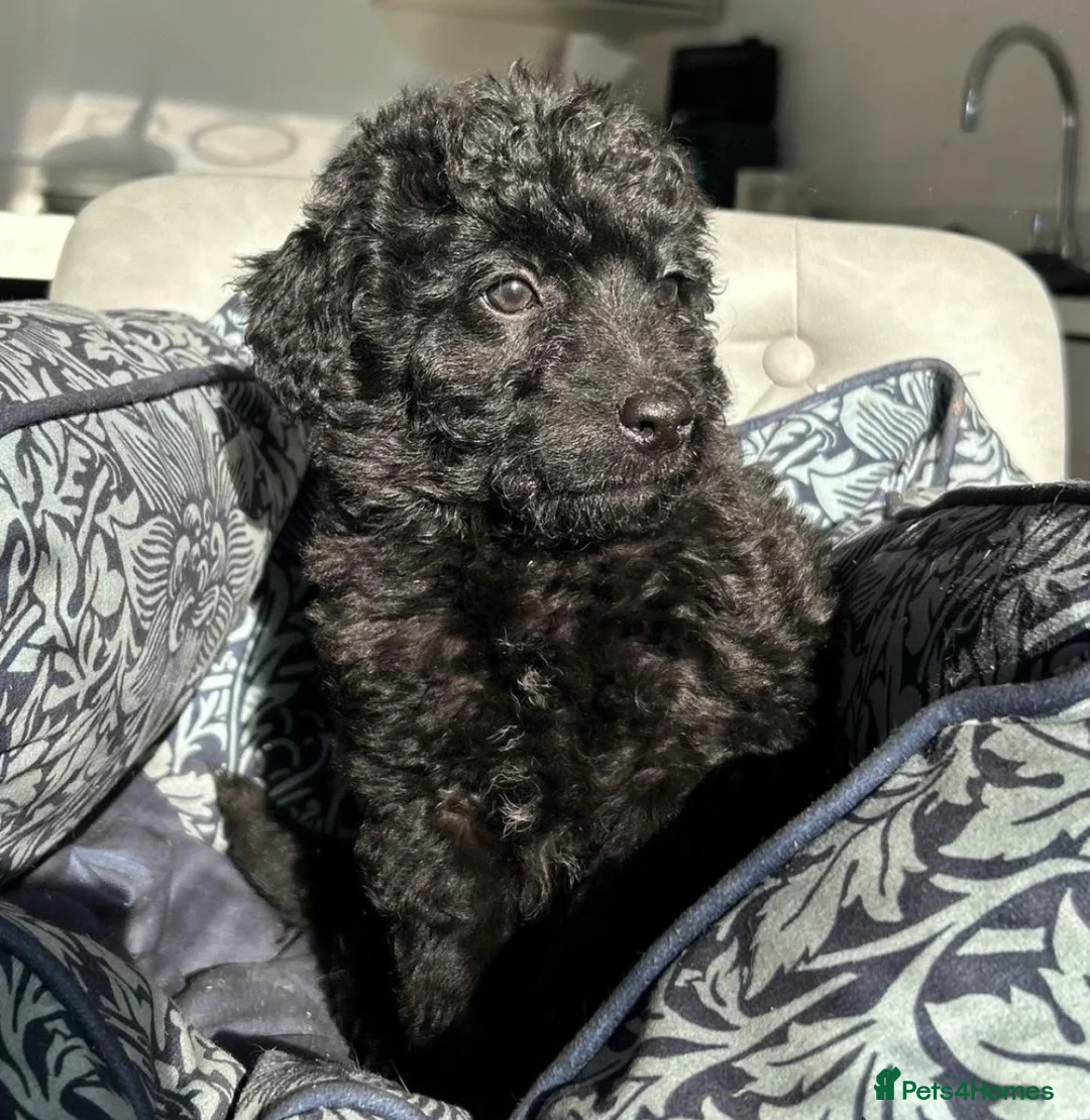 Bordoodle dogs for sale: Bordoodle puppies  - Advert 2