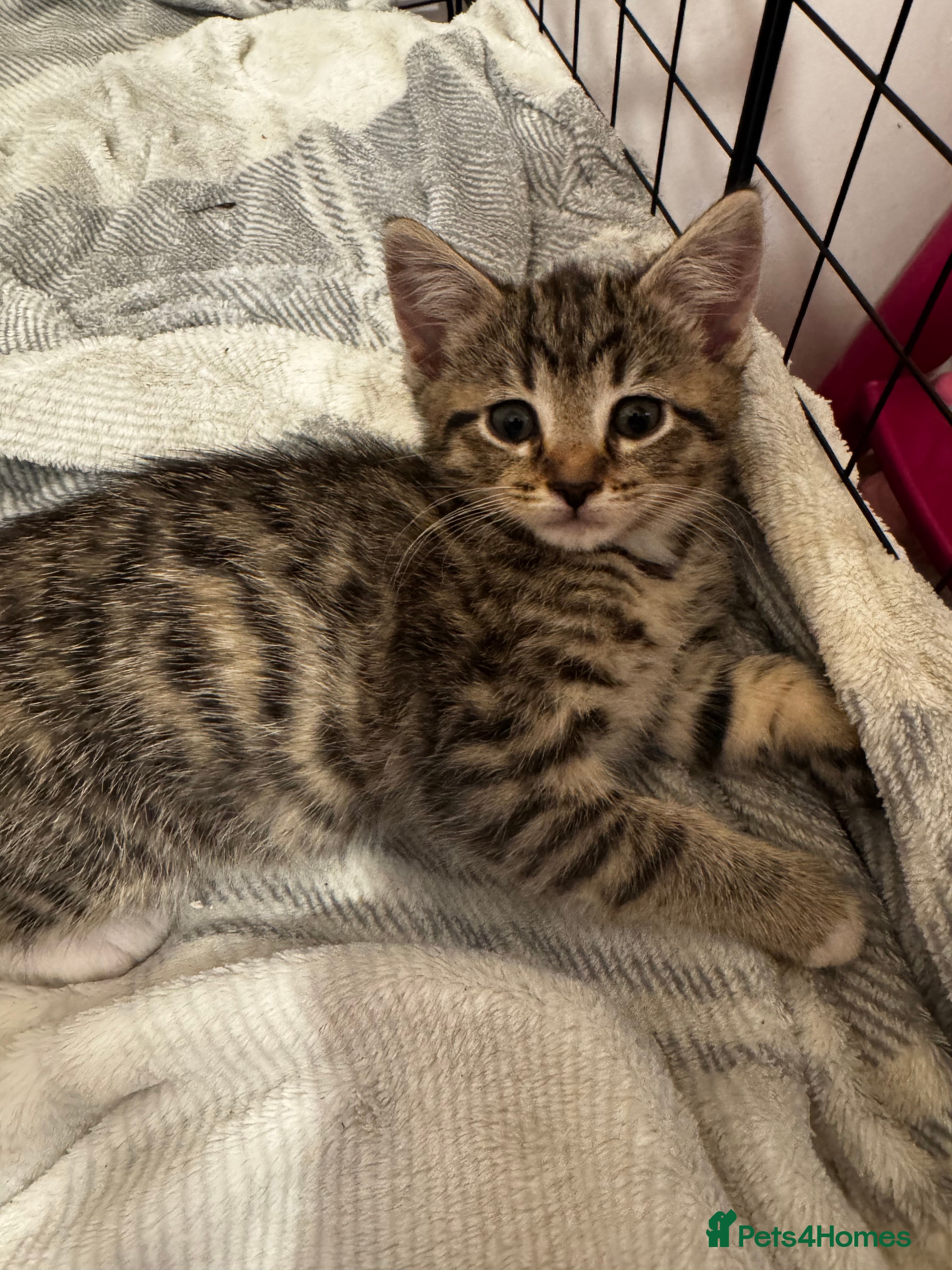 Mixed Breed cats Kittens 🐈🐈‍⬛ - Advert 7