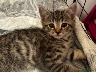 Mixed Breed cats Kittens 🐈🐈⬛ - Advert 7