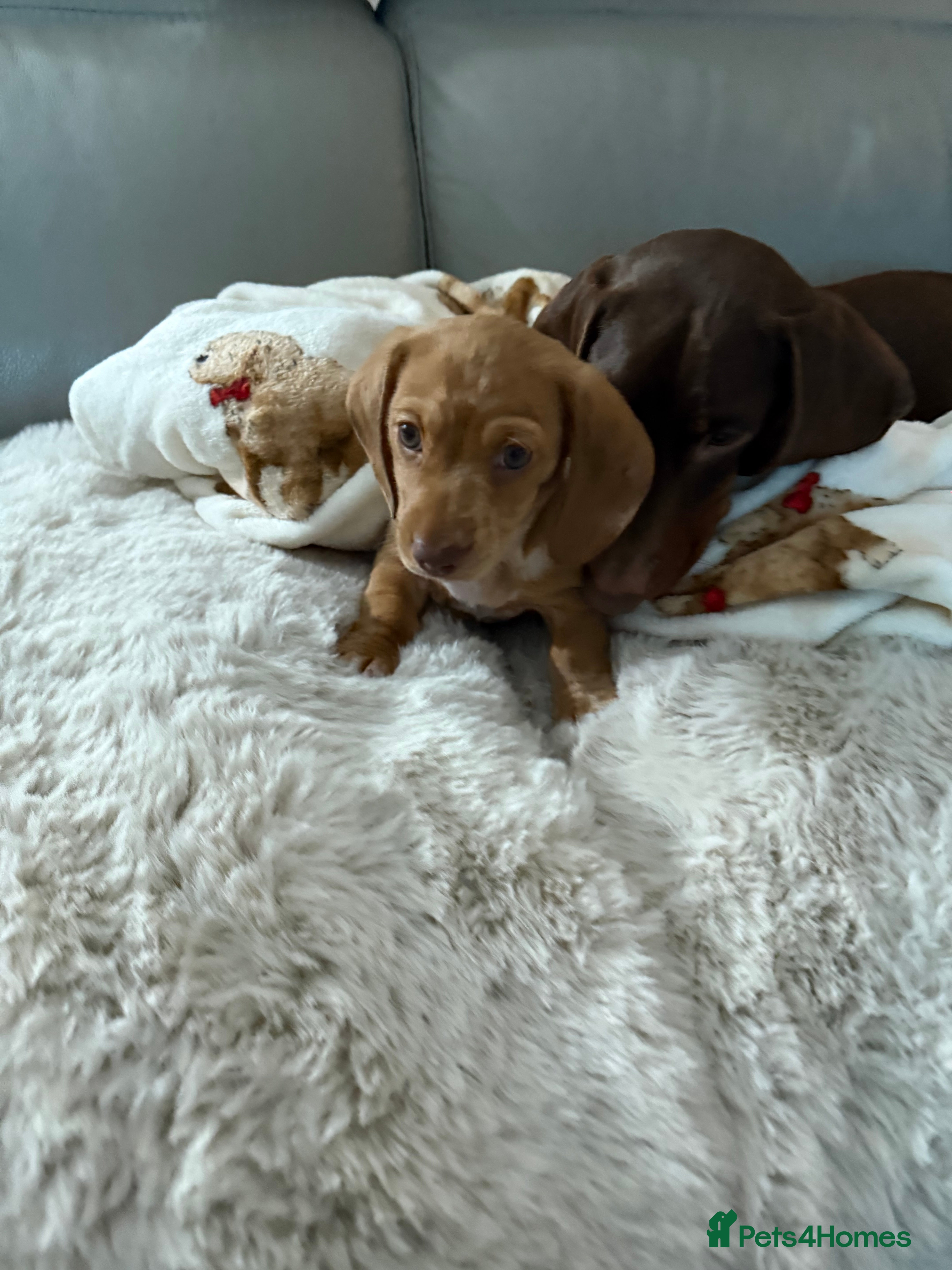 Miniature Dachshund dogs Male Minature Dachshund  - Advert 3