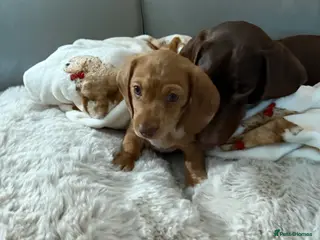 Miniature Dachshund dogs Male Minature Dachshund - Advert 3