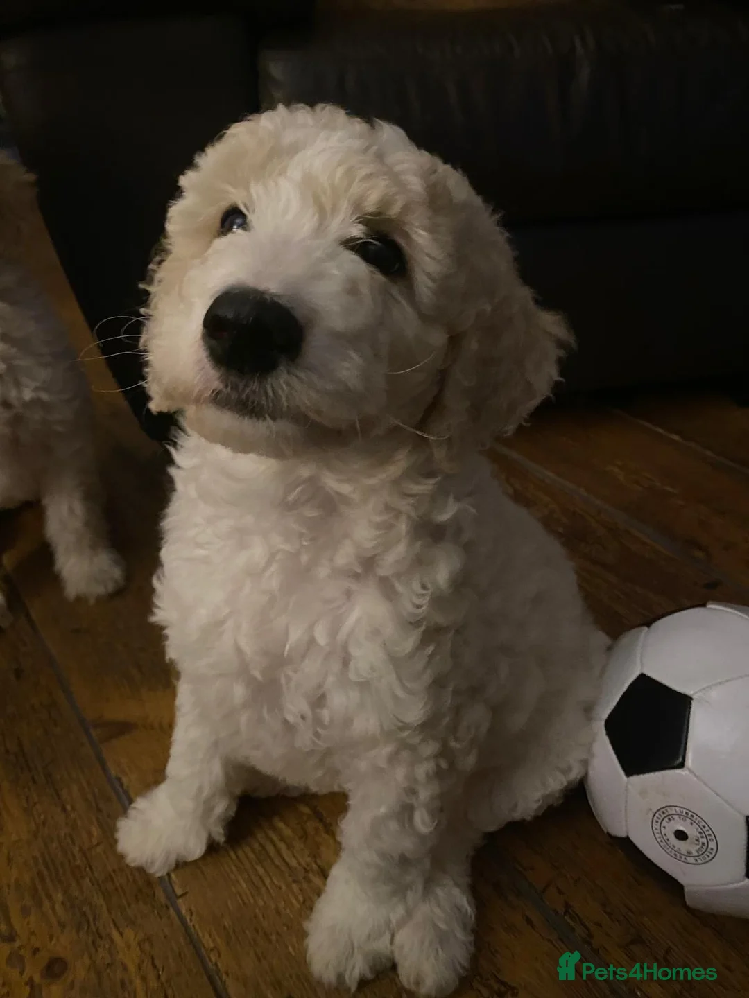 Labradoodle dogs for stud: Multigen/F3b Labradoodle Stud in Calne - Advert 19