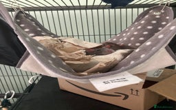 Rat rodents for sale: 2 female rats free to a good home - Image 4